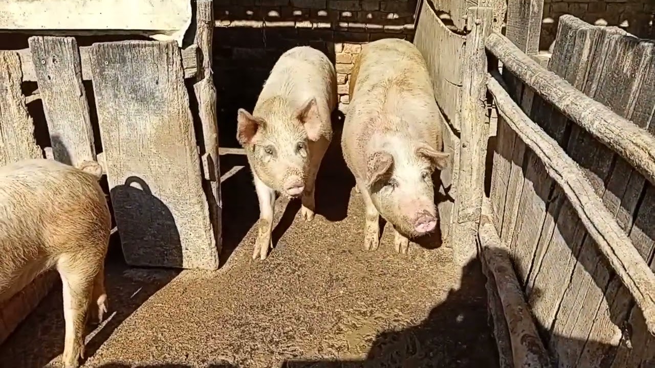 J̌elenlegi sertéseink, görögnek a kocának valók.Tényleg nemtudom mikor van nálunk bucsu🤔Na mindeggy.