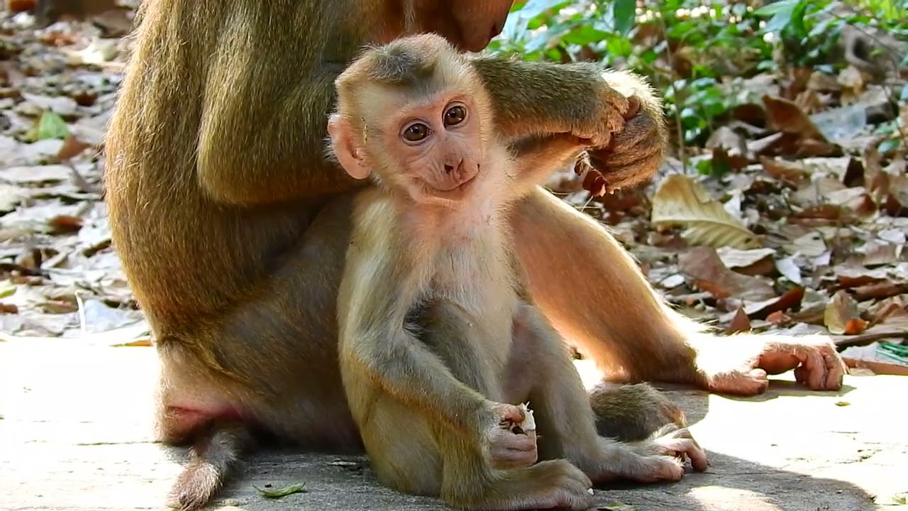 looking baby monkey feeling upset