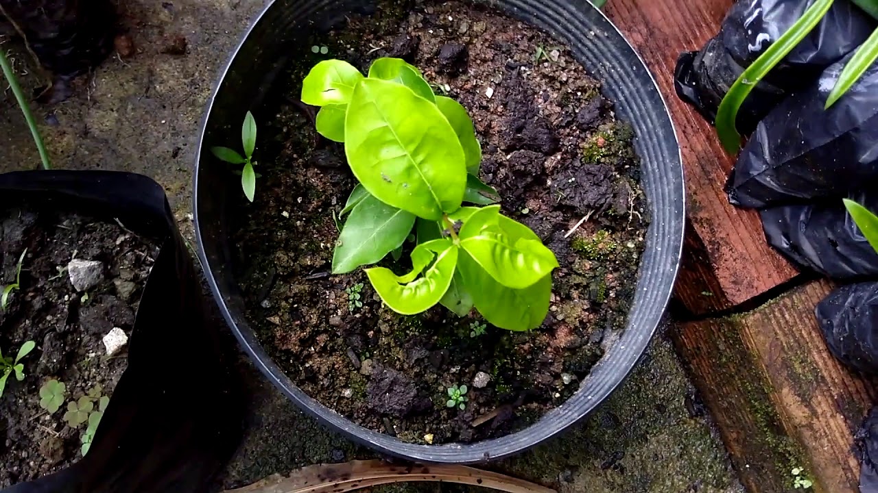Cultivo caseiro de Acerola e cultivo em vaso – A série: Introdução e semeadura