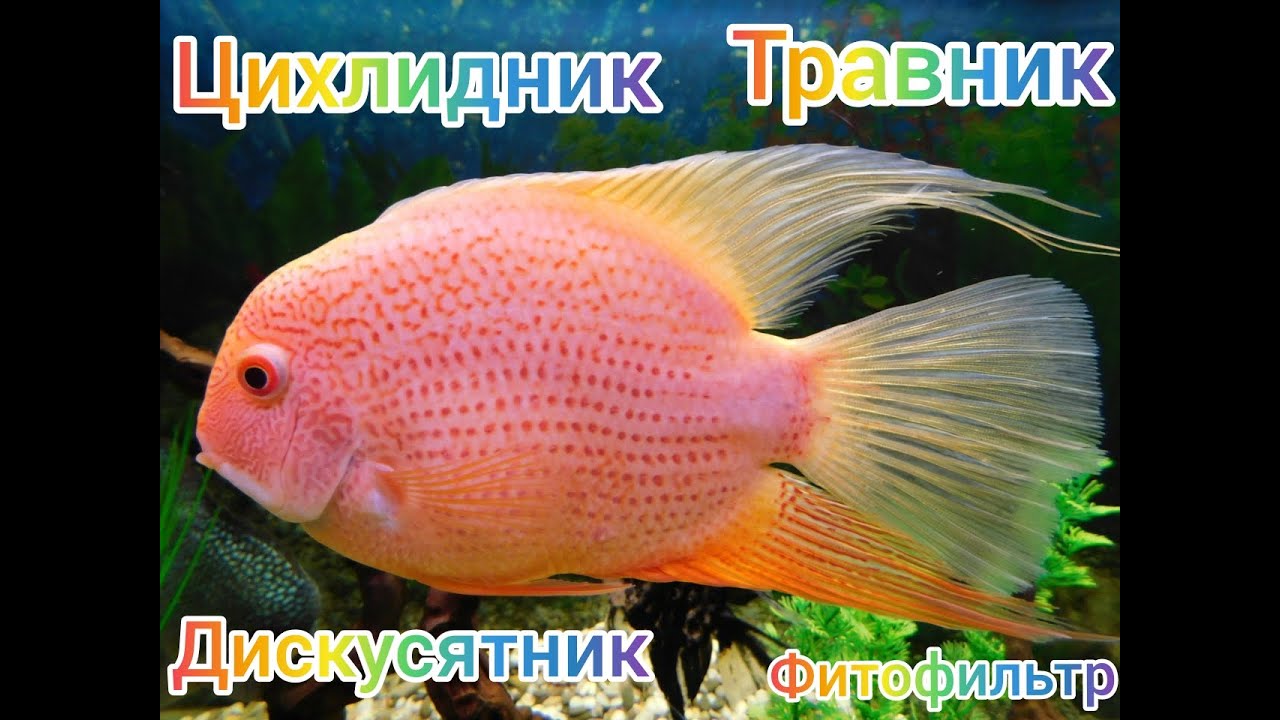 Цихлидник,Травник,Дискусятник,Фитофильтр.