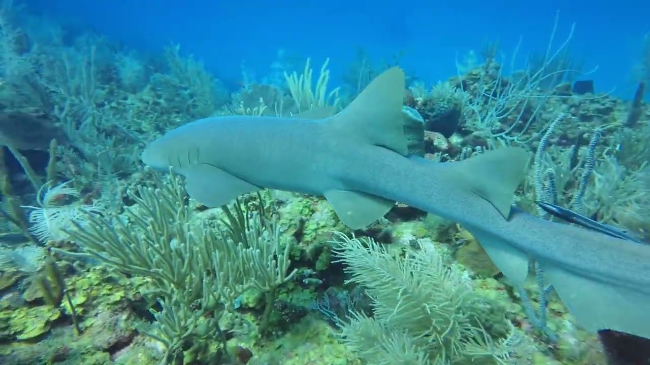 Belize - Tauchen - Placencia, Glovers Reef und South Water Caye Marine Reserve
