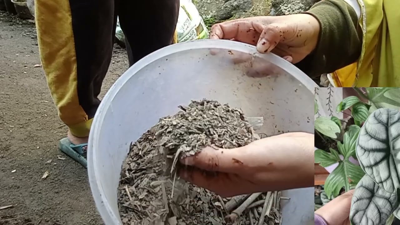 Perbanyak keladi