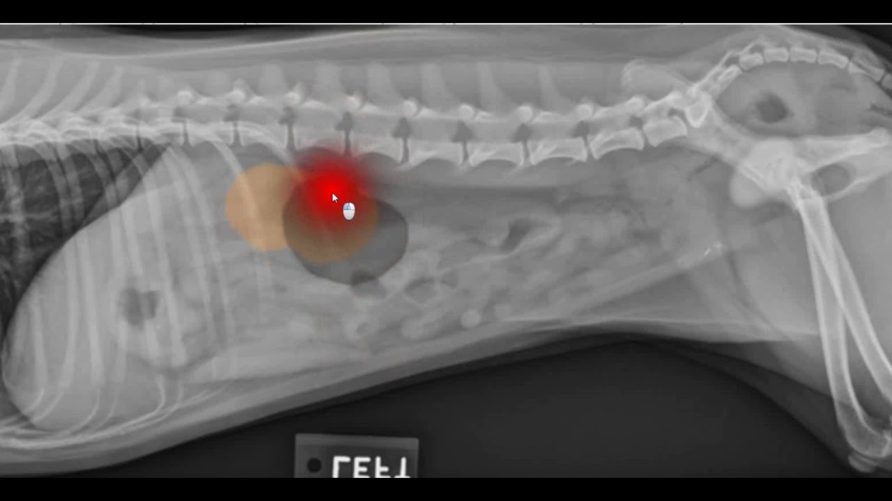 How to read x-ray film for dogs and cats