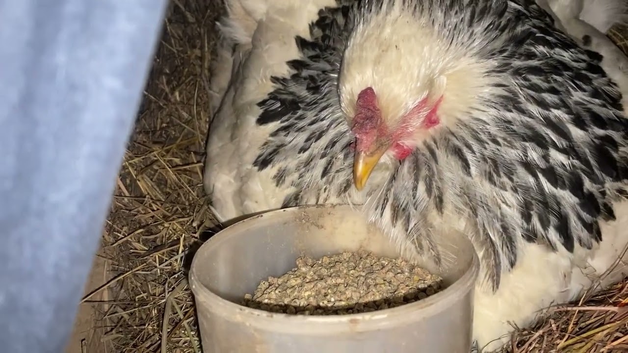 Долго такого не было..! Курчата 🐥