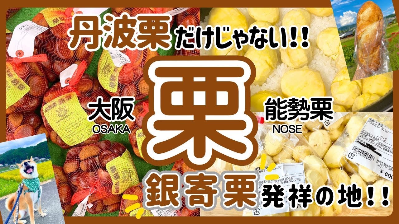 【直売所めぐり】丹波篠山の丹波栗だけじゃない！秋の味覚、栗を買いに 『道の駅 能勢 くりの郷』に行ってきた【銀寄栗発祥の地 けやきの里 関西 大阪ドライブ】