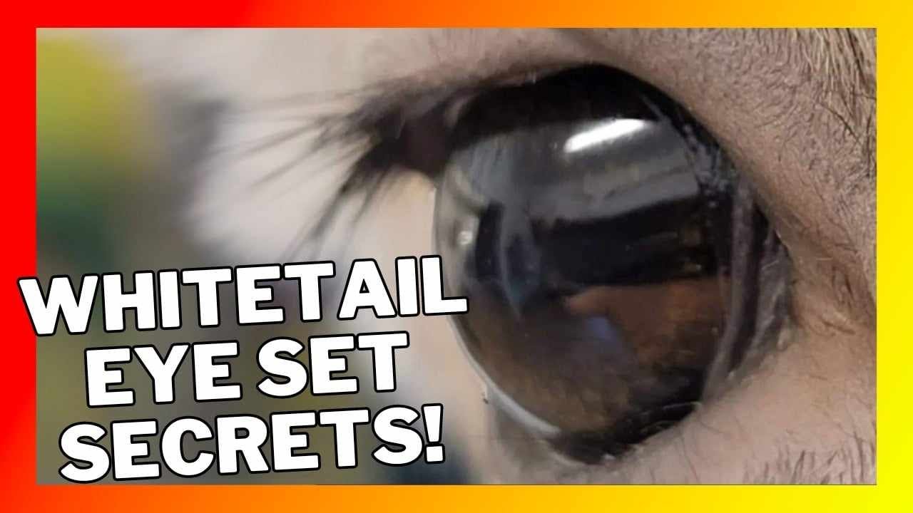 WHITETAIL EYE SET SECRETS!
