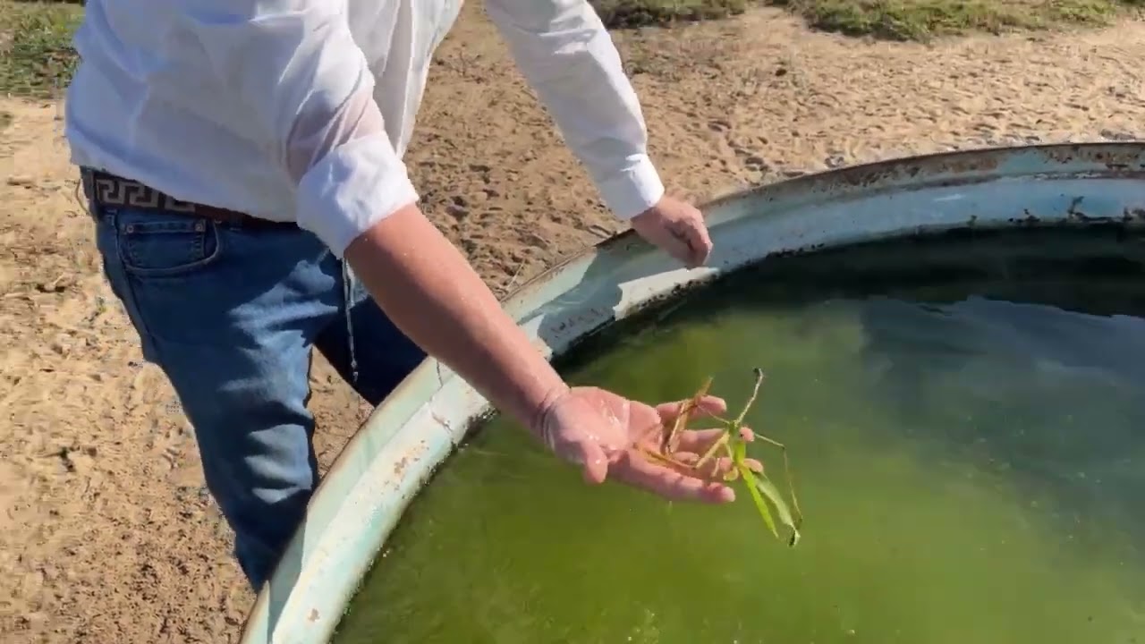 Lodo no bebedouro do gado: saiba como evitar.