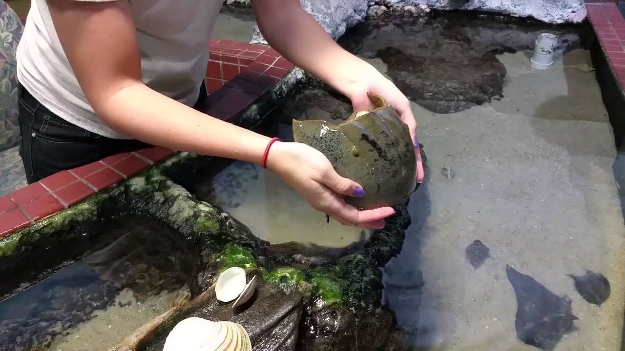 Disgusting American sea cockroaches