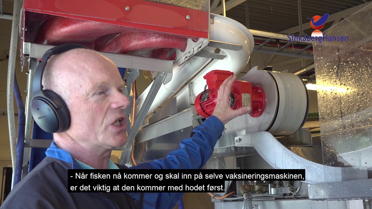 Steg 7 Vaksinering 45 gram