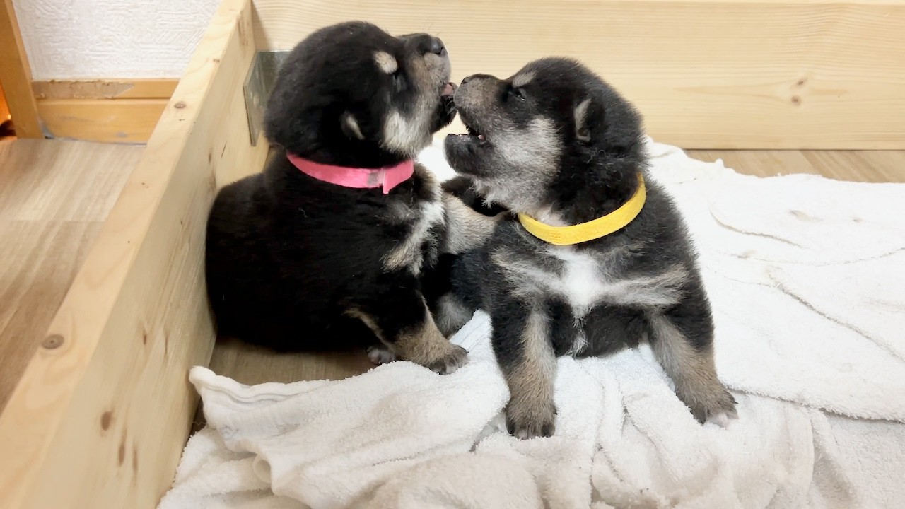 【柴犬 子犬】わんぷろの初期型がもちもちしてて可愛すぎた