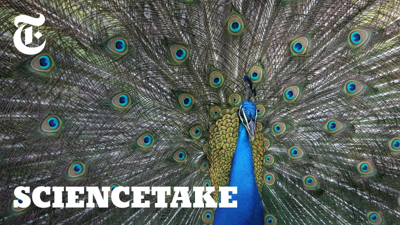 Watch: Peacocks Shake and Rattle to Attract Females | ScienceTake