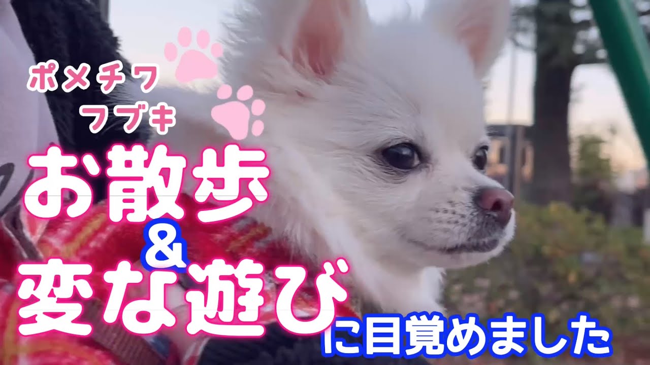 走るわたあめフブキのお散歩　変な遊びに目覚めました
