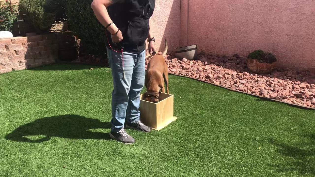 NePoPo®️ Training the heel