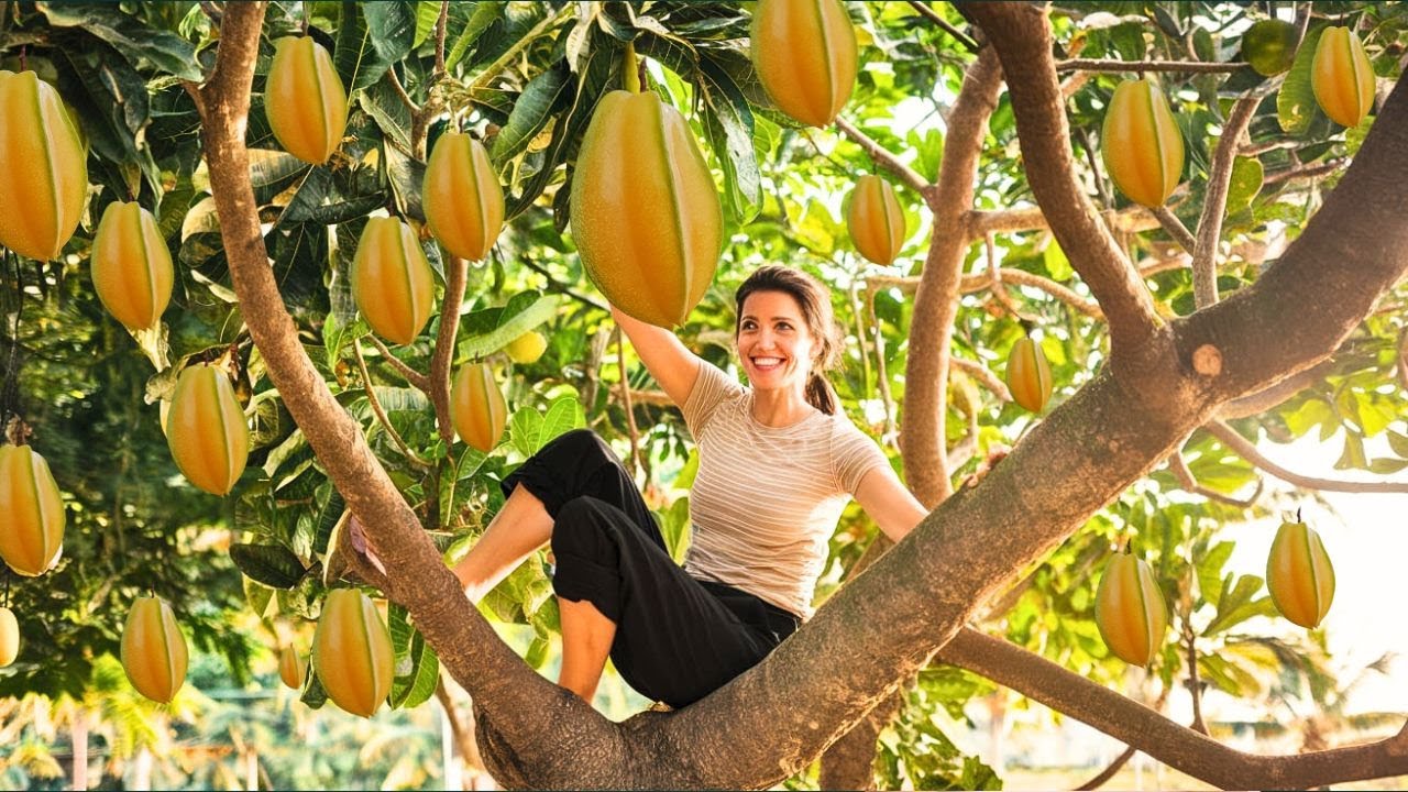 Star Fruit Ultimate Guide to Growing & Harvesting  |Carambola fruit| From Seed to Juicy Harvest