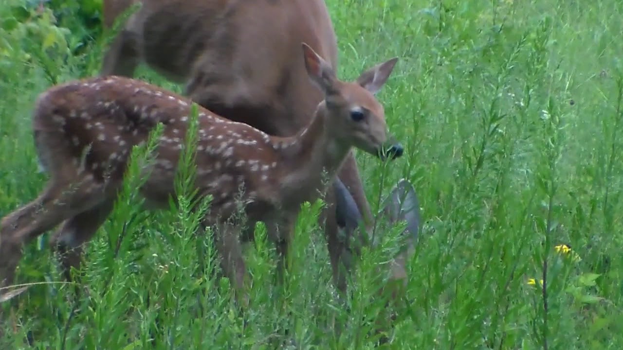Frolicking, curious baby deer (SUSIE'S) 06-22-2018