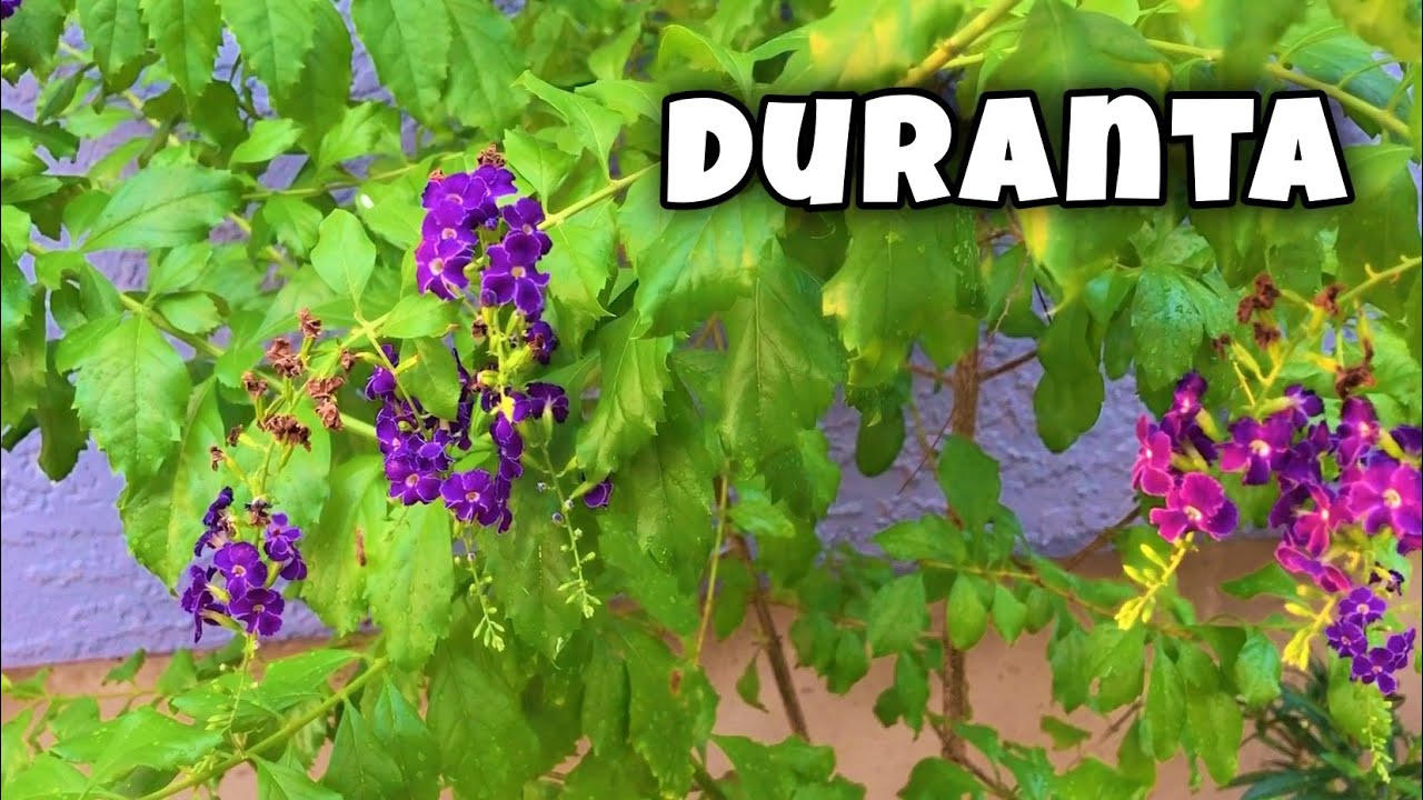 Trim Your Duranta the RIGHT Way ✂️ More Blooms, Less Mess! 💚