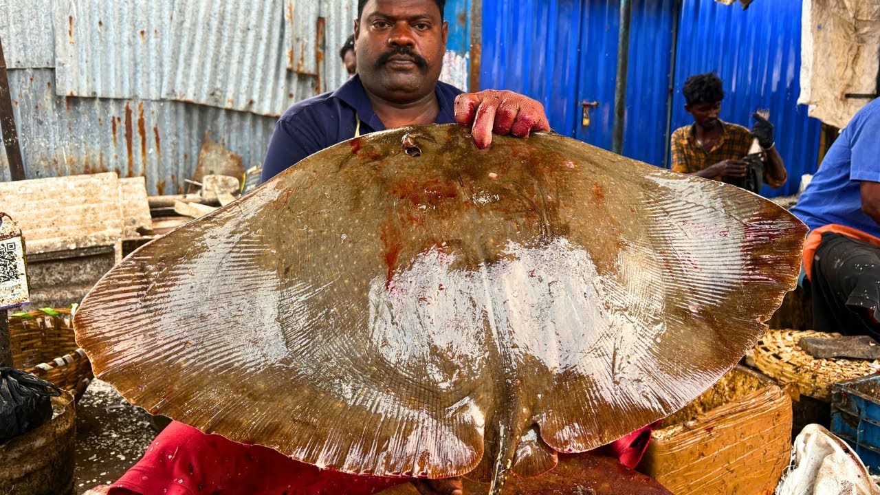 KASIMEDU SPEED SELVAM STINGRAY FISH 🐟 CUTTING VIDEO \ CUTTING FOCUS 