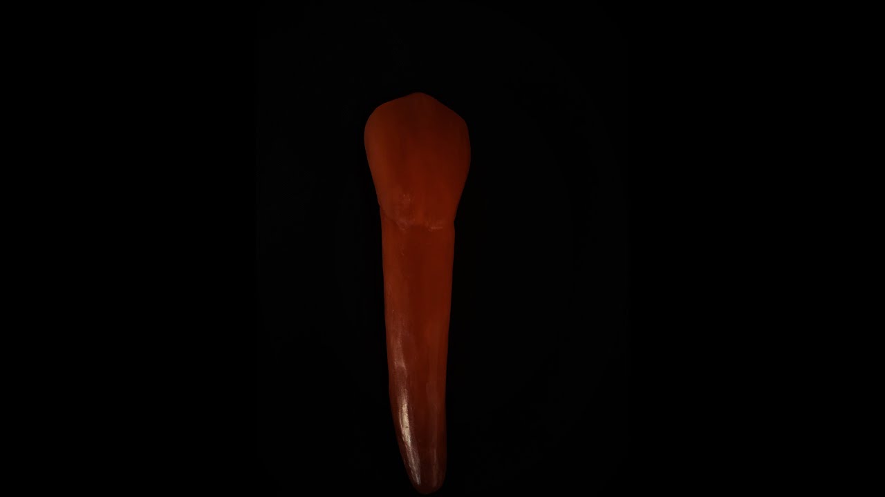 Maksiller Kanin Mum Yontu-Maxillary Canine Wax Carving