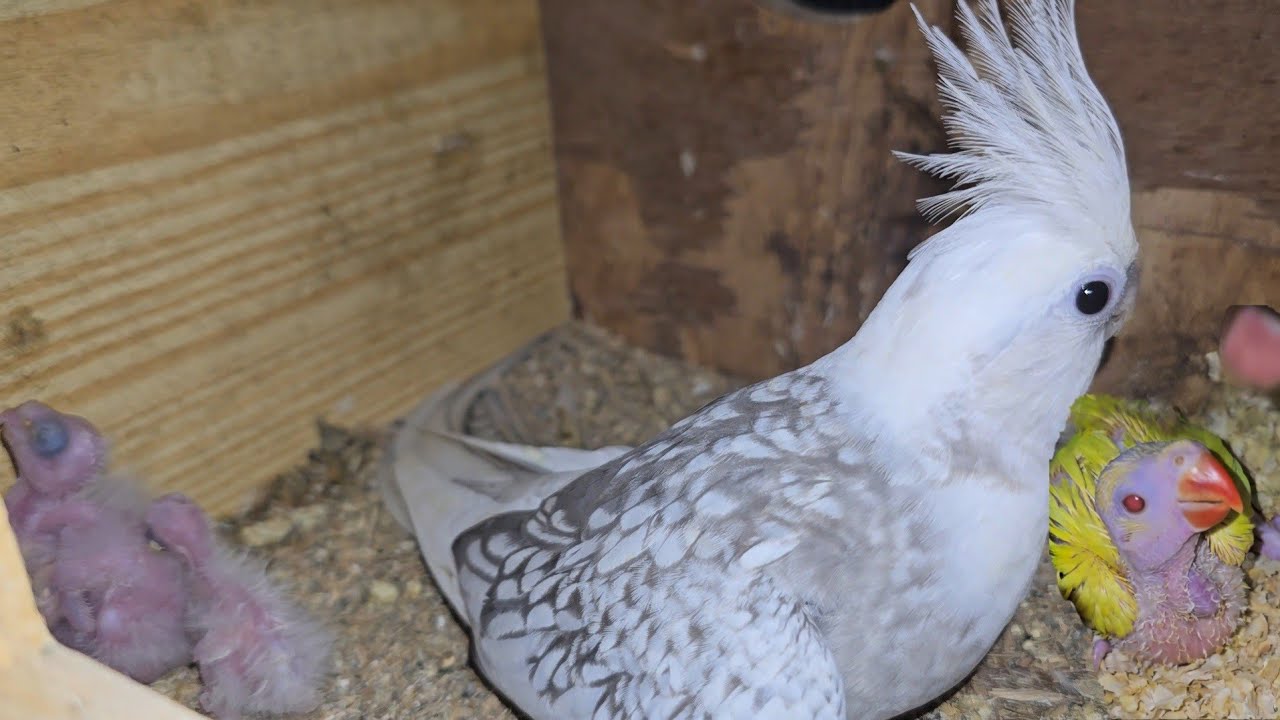 நம்ம நண்பரோட cocktail birds 🐦 நம்ம cage ல breeding ஆகிடுச்சு.#janyvlogstamil #tamil 