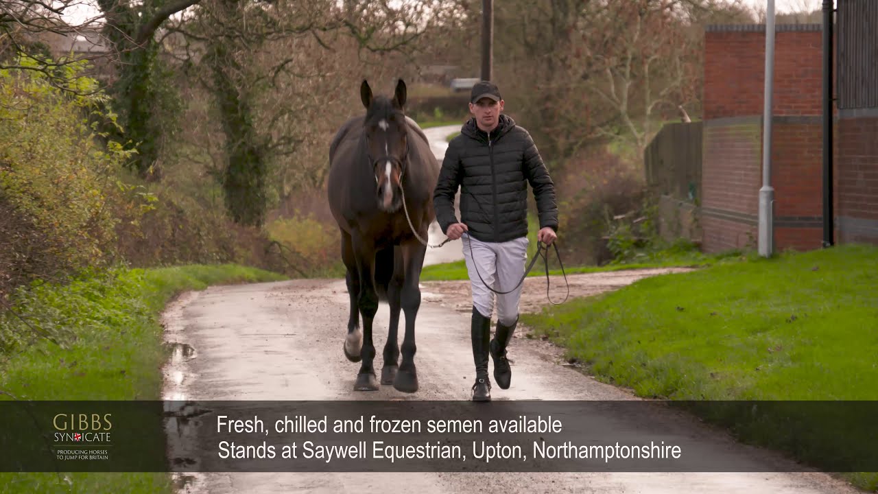 Showjumping Stallion - top British Breeding Showjumping stallion 2020