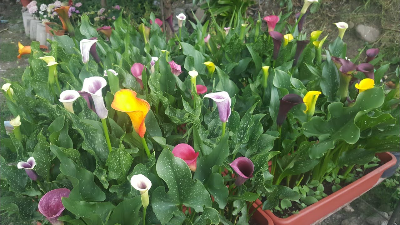 Plantemos rizomas bulbos de Calas de colores - Alcatraz de color - Zantedeschia aethiopica  Cartucho
