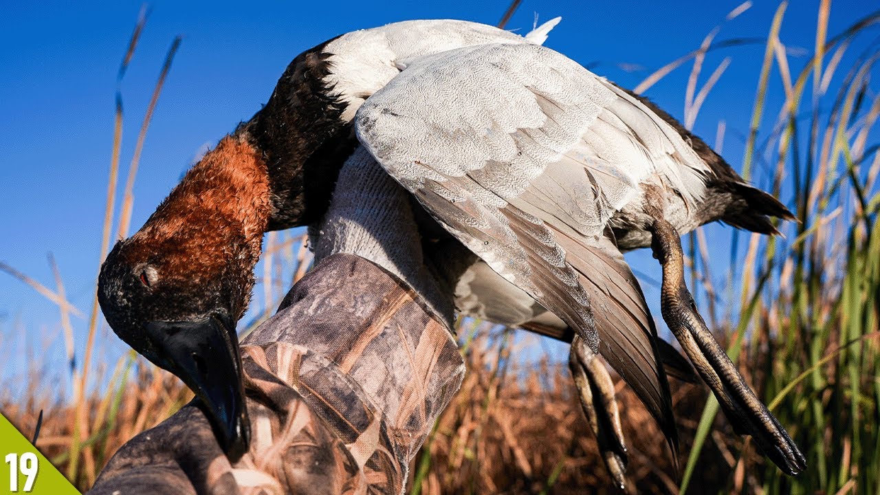 Solo KAYAK Hunt for CANVASBACKS | 28 Gauge Duck Hunting