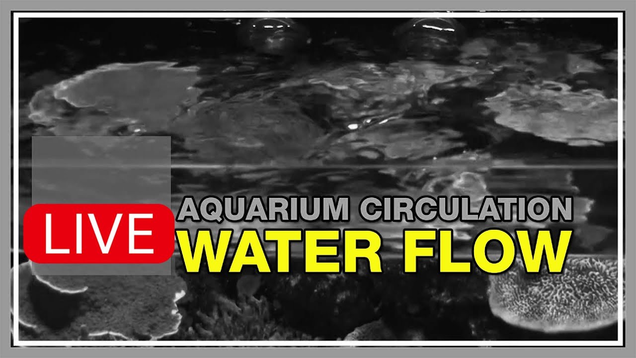 Water Flow Is the Blood of Your Reef Tank. Delivering & Removing Most of What Corals Need to Live.