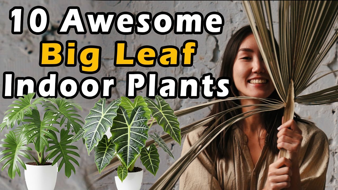 Big Leaf Houseplants That Are Easy to Care & Perfect for Beginners