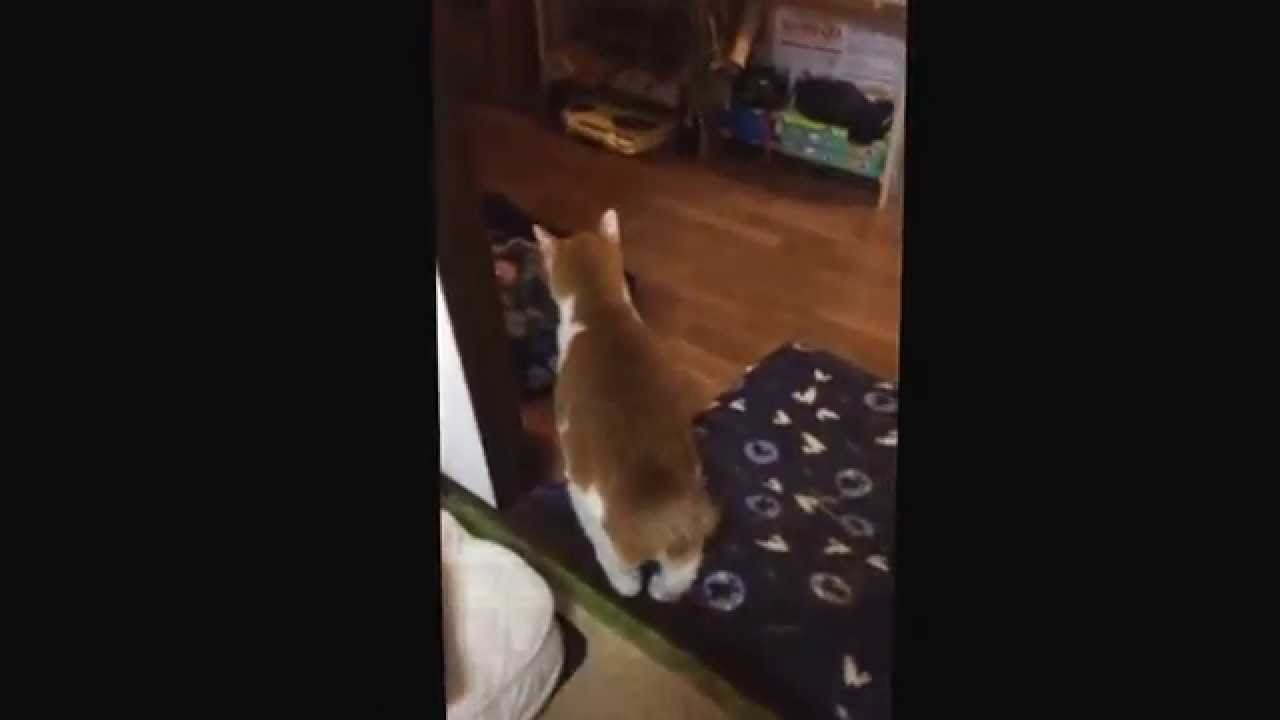 猫のてんかん発作
