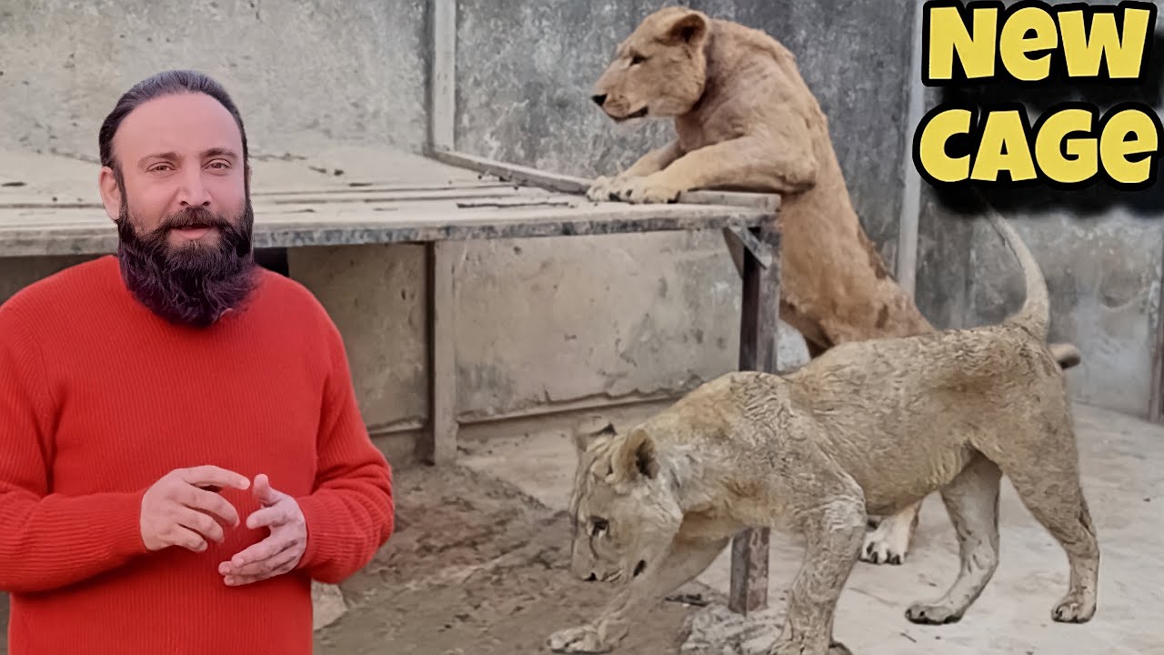 Liger Or Bijli ko New Cage Mai Azad Kar Diya 🦁😲|#justiceforbigcats |
