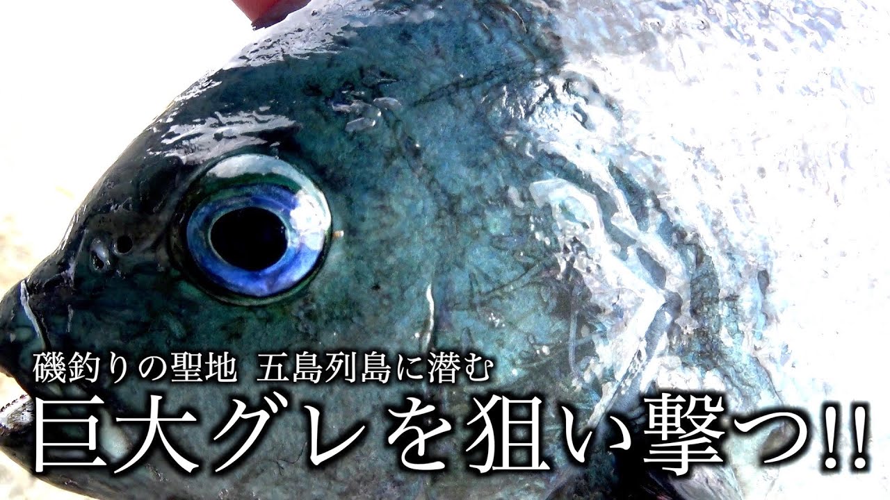 誰でも簡単にグレが釣れる!?新兵器で五島列島の寒グレに挑む!!【フカセ釣り】