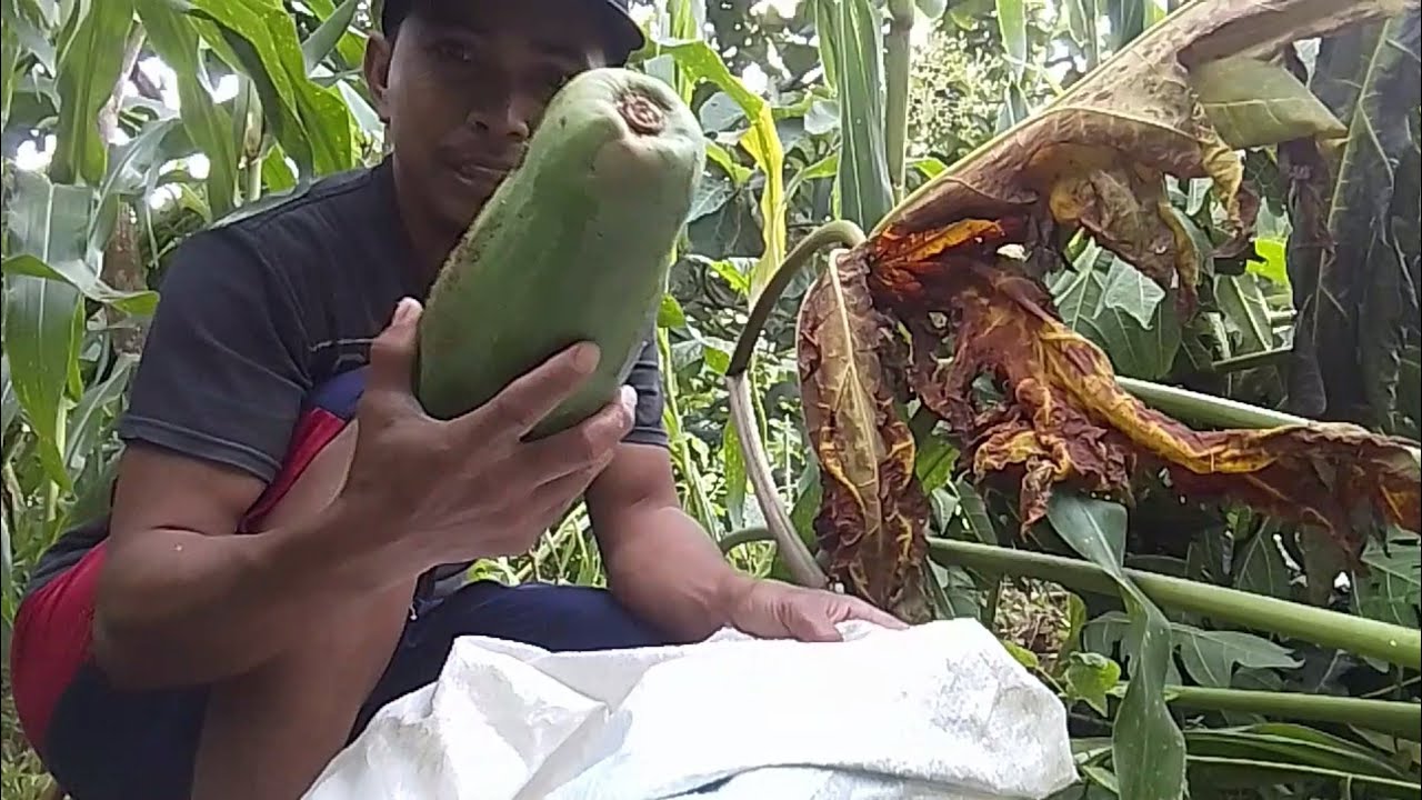 PERJUANGAN CARI PEPAYA BUAT STIK 