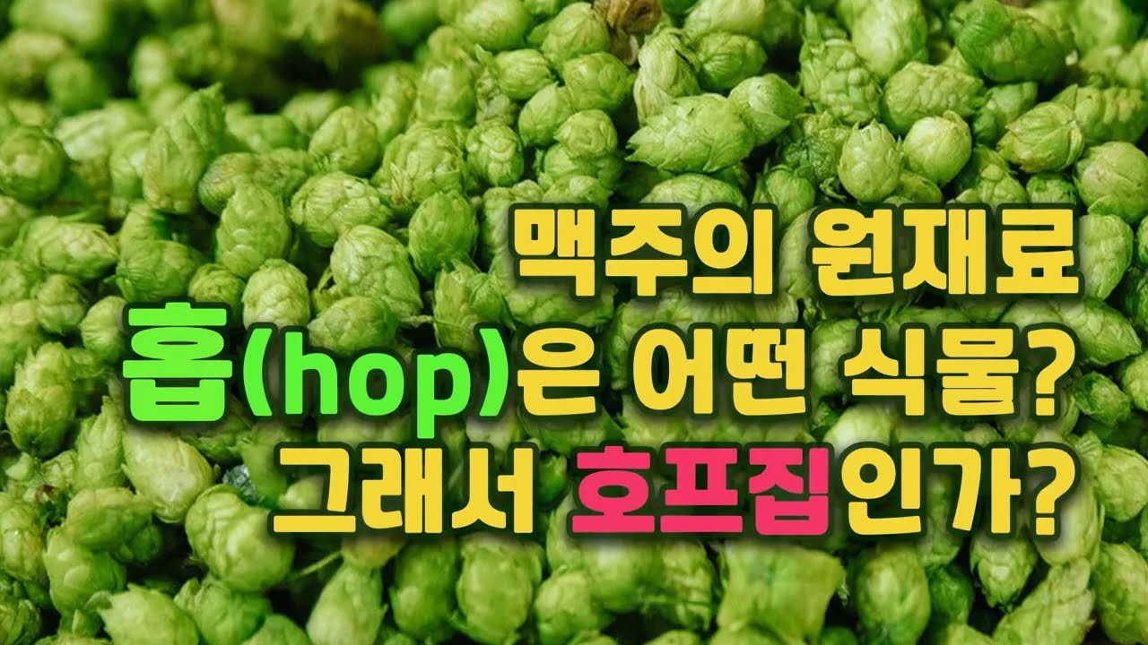 [2분 상식] 맥주의 원재료 중 하나인 홉(hop)은 무엇이고, 호프집은 어떤 관계일까?