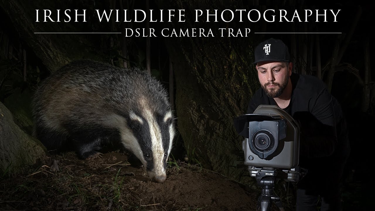 DSLR Camera Trap - Irish Wildlife Photography / Camtraption Set up.