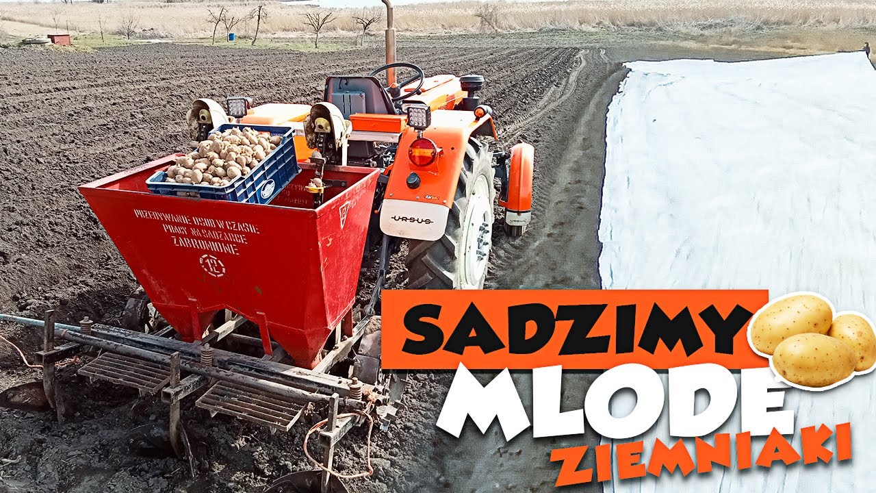 🔥Sadzenie ziemniaka na wczesny zbiór🥔|2023|