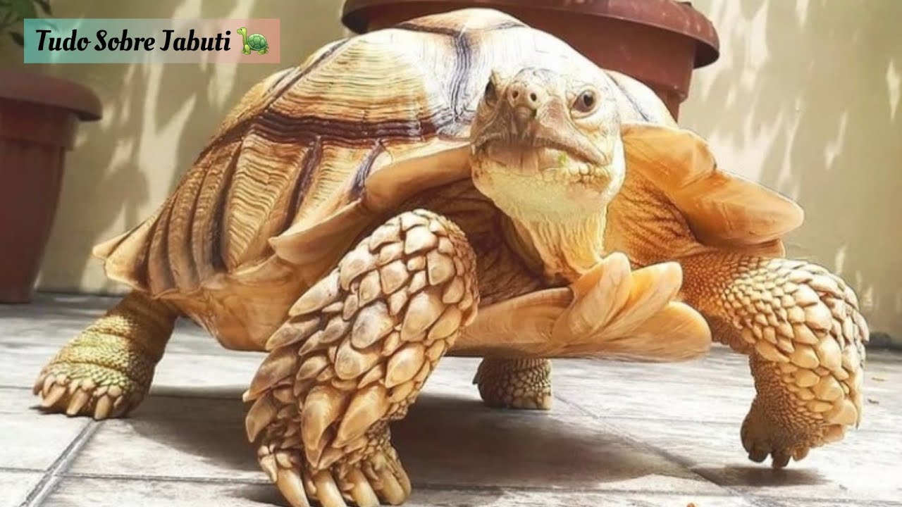 Tartaruga Sulcata Africana. Tartaruga de Esporas Africanas.