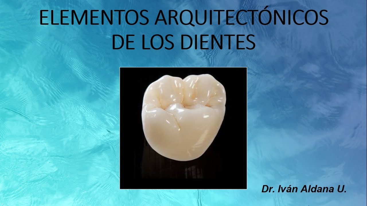 ANATOMÍA DENTARIA - Unidad 1.6: ELEMENTOS ARQUITECTÓNICOS DE LOS DIENTES - DR. IVÁN ALDANA