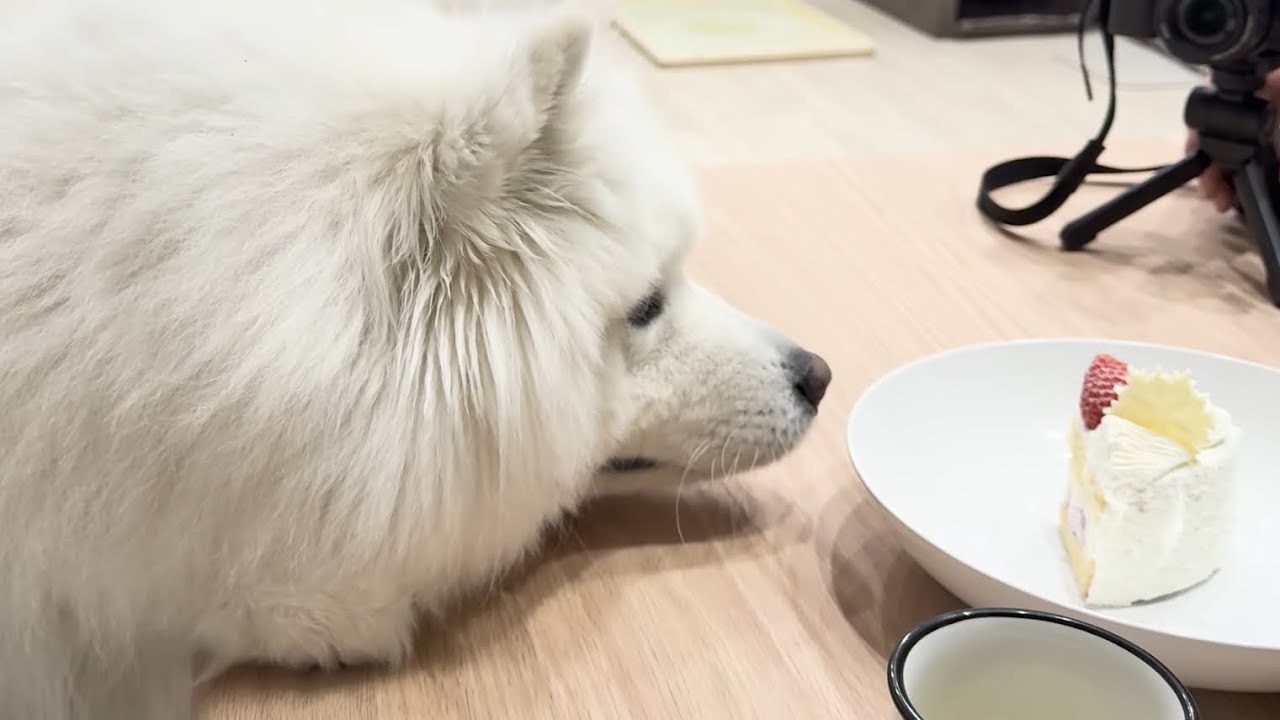 クリスマスケーキに夢中なサモエド犬が可愛すぎたw