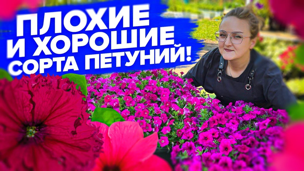 ВЫБИРАЙТЕ СОРТ ПЕТУНИИ ПРАВИЛЬНО! Петунии на 2024!