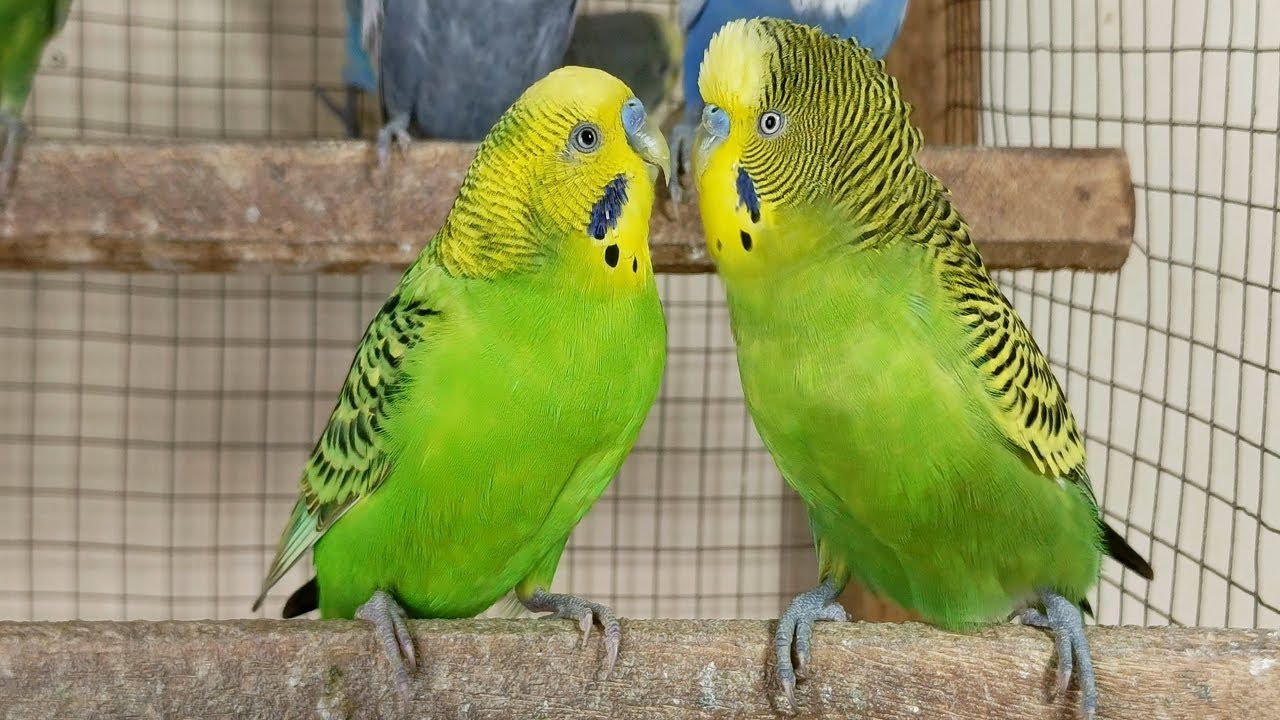 12 Hour Bird Watching of Parakeet Budgies Birds, Observe Nature Birds, Reduce Stress