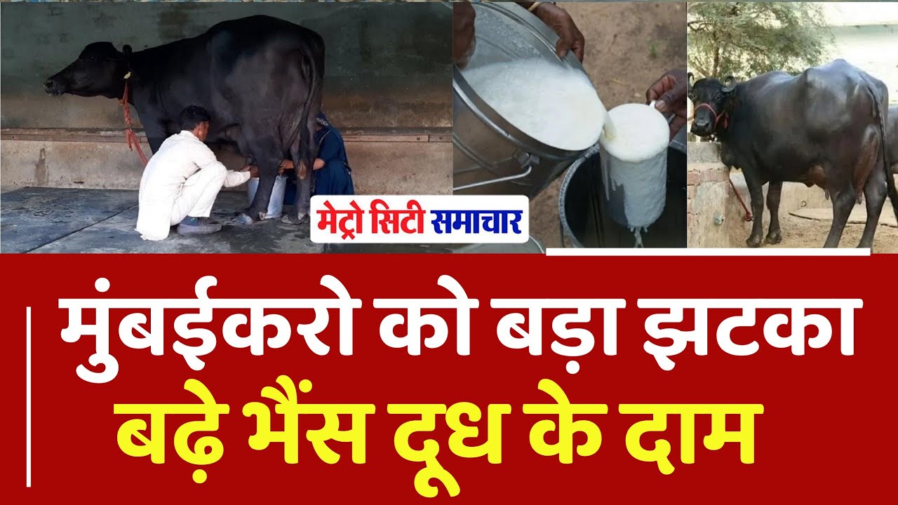 Bad News For Mumbaikars! Buffalo Milk Price To Be Increased By Rs 5/Litre From March 1 In City