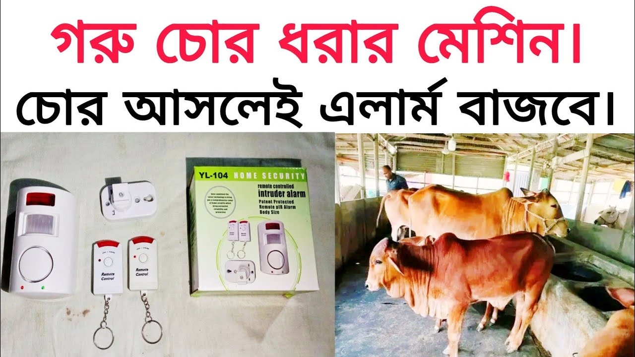 গরু চোর ধরার মেশিন। চোর আসলেই এলার্ম বাজবে।
