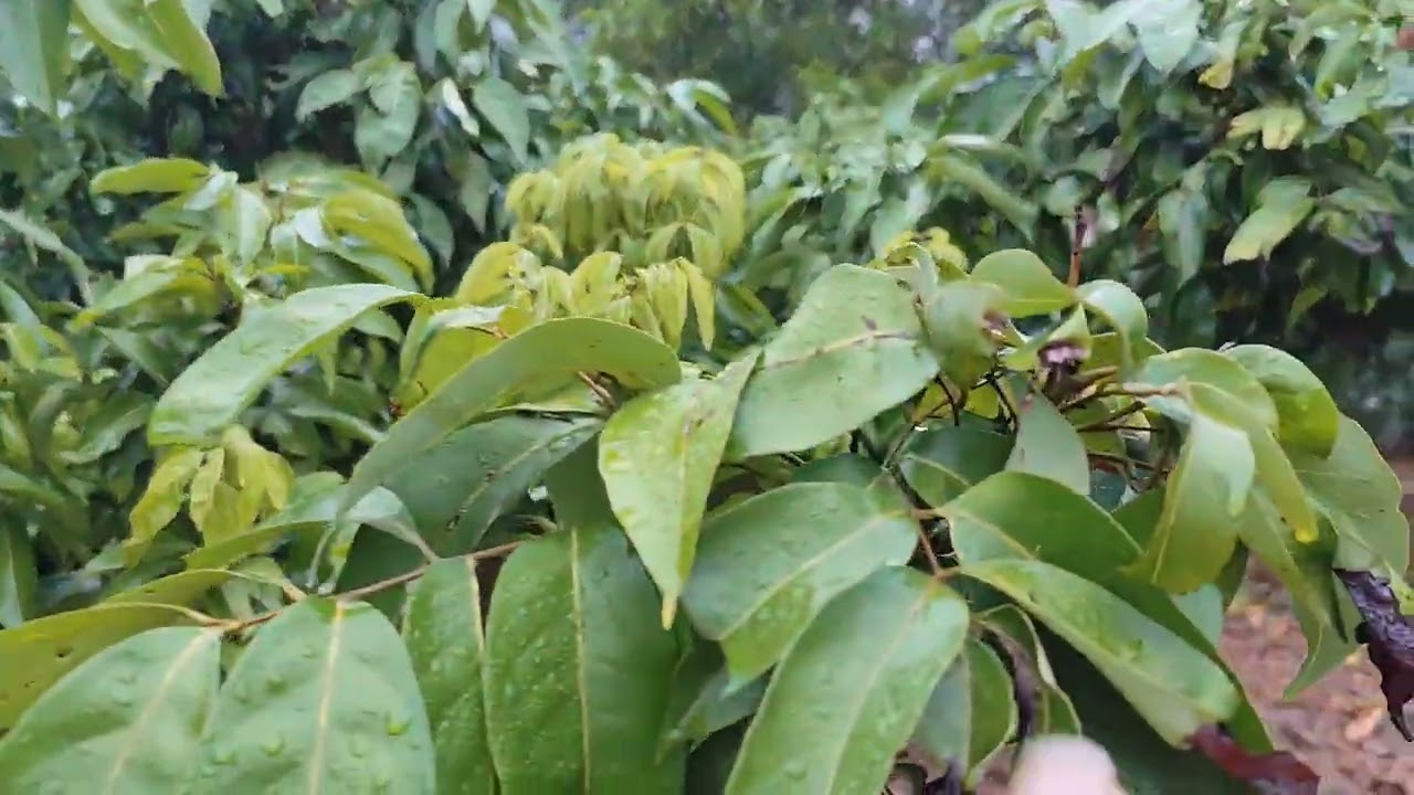 Được đợt  mưu này vài u hồng mình mi ra hoa 