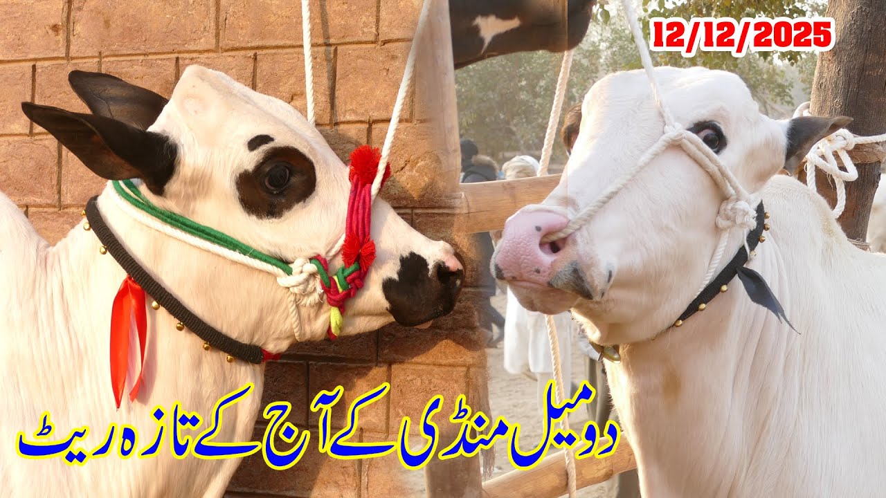Today Domail Mandi Fatehjang Rate&rsquo;s update12/Dec.2025-Part01Sunny Video Fateh Jang Cow Mandi 2025
