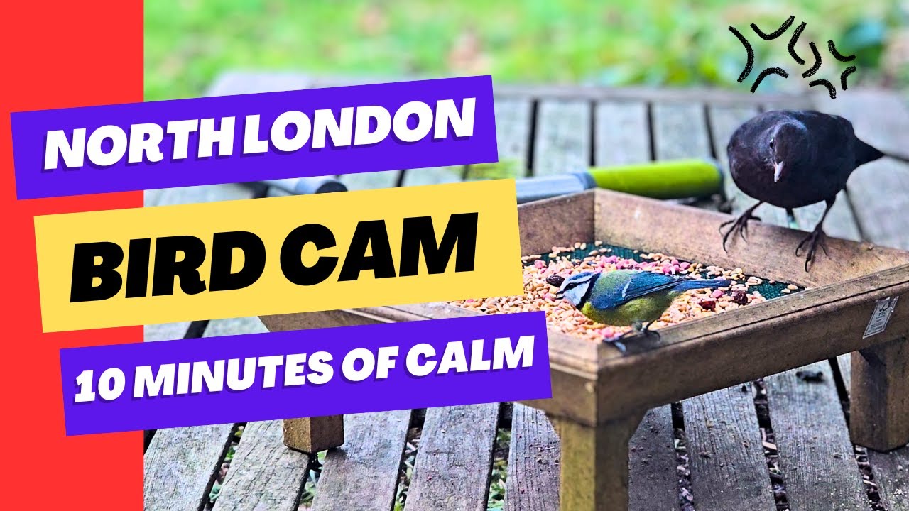 🐦 10 Minutes of Relaxing UK Garden Birds | 4K Bird Feeder Cam 🎥🌿