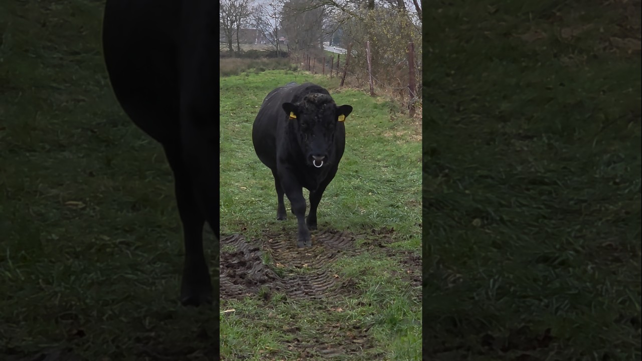 Gef&auml;hrlicher Bulle oder sanfter Stier?#autism #autismo #trending #viral #fyp #animals #Wagyu  #bull
