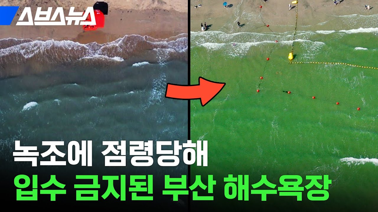 녹조 범벅된 부산 다대포 해수욕장 근황; 녹조 섞인 바다에 절대 들어가지 마세요 / 스브스뉴스