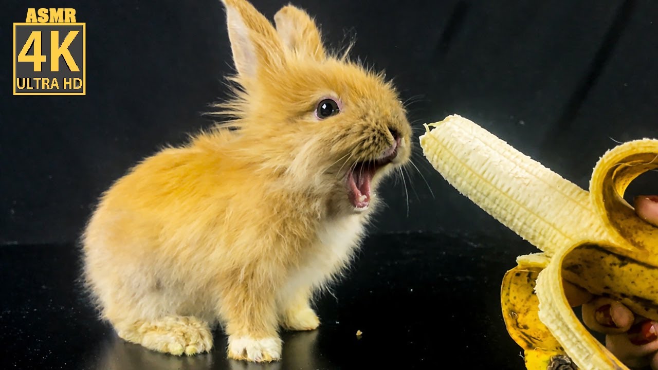 ASMR Me and My Buddy Are OBSESSED with Bananas 🐇🍌
