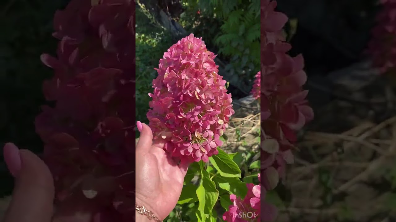 Гортензии и мои саженцы 