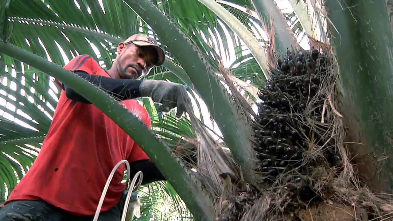 Todo el proceso de la palma de aceite en Escuela de Campo (Capítulo Completo)